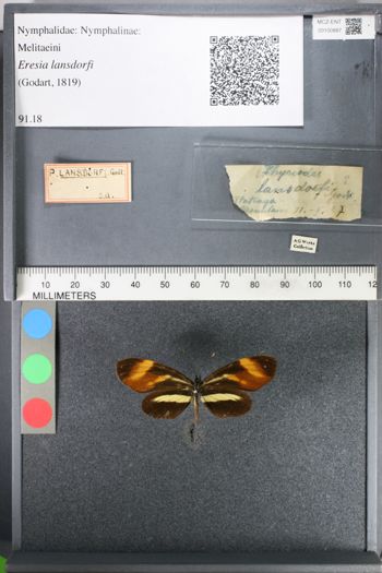 Media type: image;   Entomology 100887